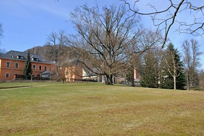 Fagus sylvatica - buk lesní - zimní habitus (19)